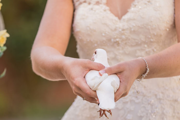 Kurz bevor die Hochzeitstaube fliegen gelassen wird