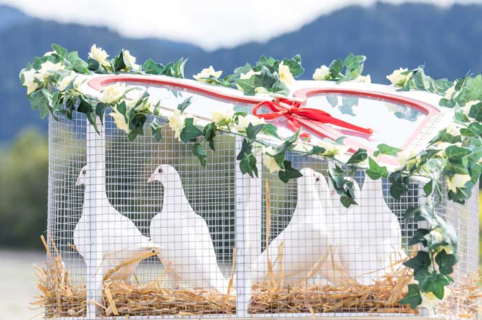 Artgerechte Haltung unserer Hochzeitstauben ist für uns selbstverständlich