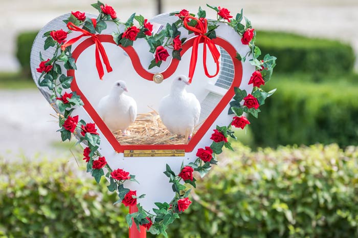 Unsere artgerecht gehaltenen Hochzeitstauben finden immer wieder nach Hause